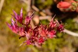 Sedum spurium