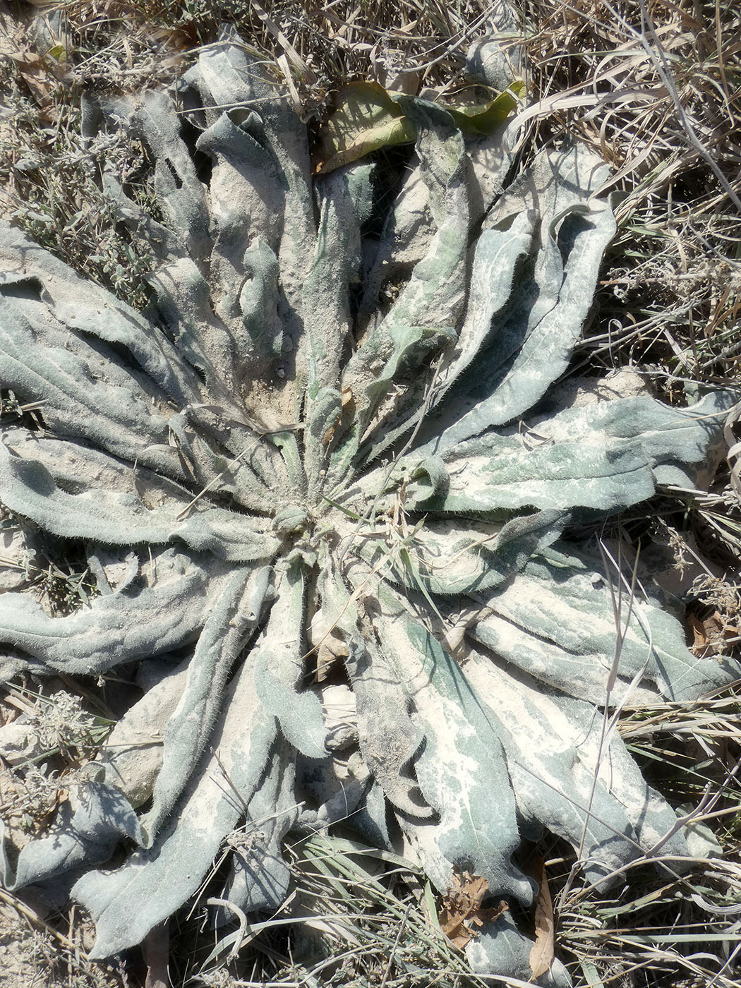 Image of Echium vulgare specimen.