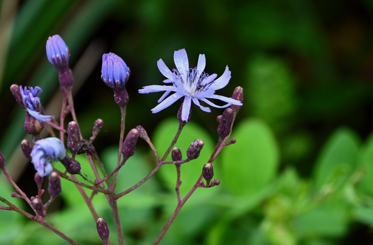 Image of Lactuca sibirica specimen.