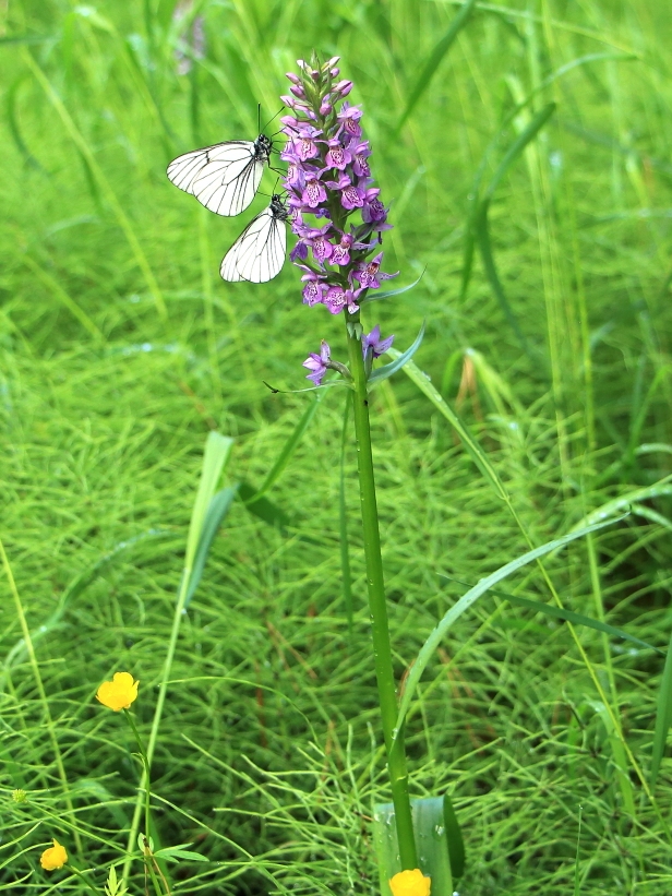 Image of Dactylorhiza sibirica specimen.