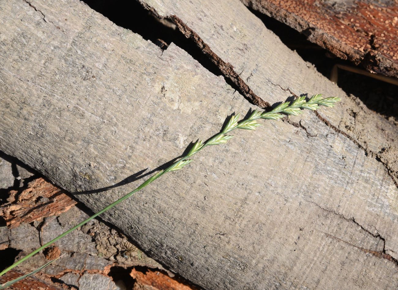 Image of Lolium perenne specimen.