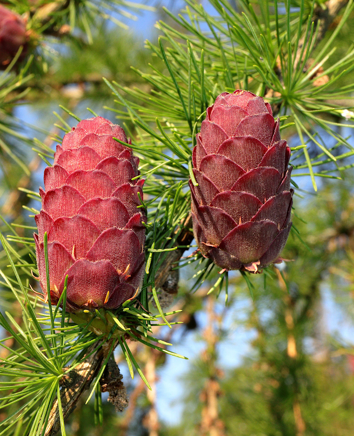 Изображение особи Larix olgensis.