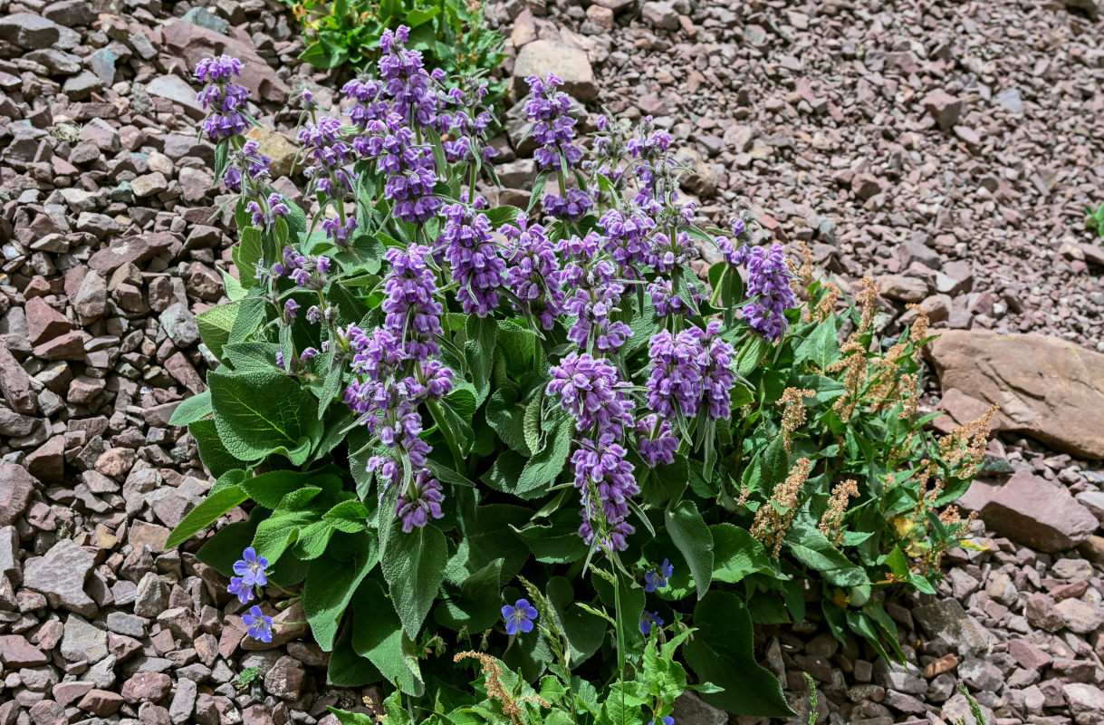 Image of Phlomoides oreophila specimen.