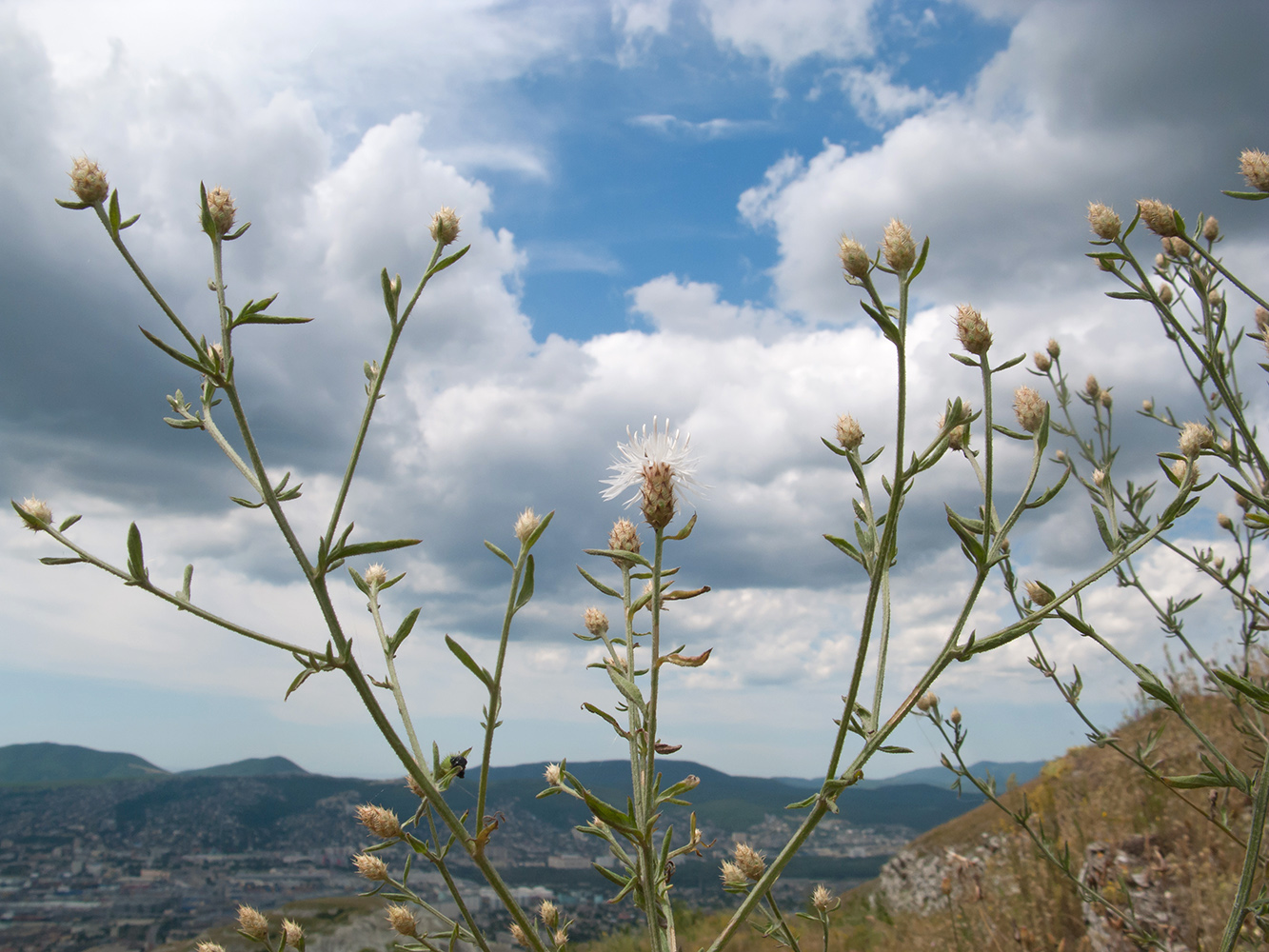 Image of Centaurea diffusa specimen.