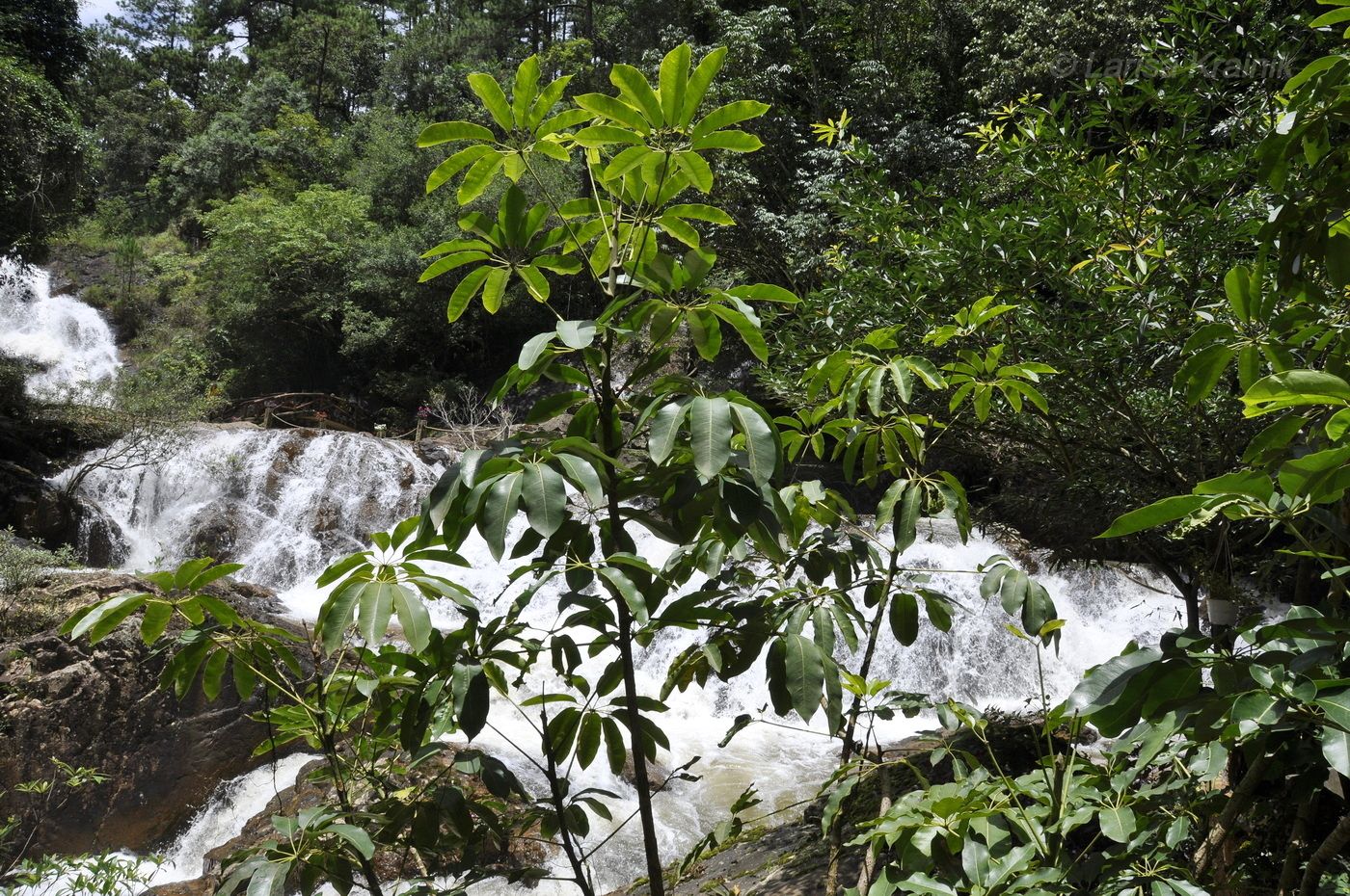 Изображение особи род Schefflera.