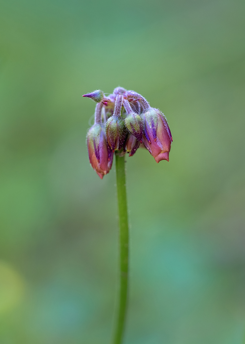 Image of Oxalis pes-caprae f. pleniflora specimen.