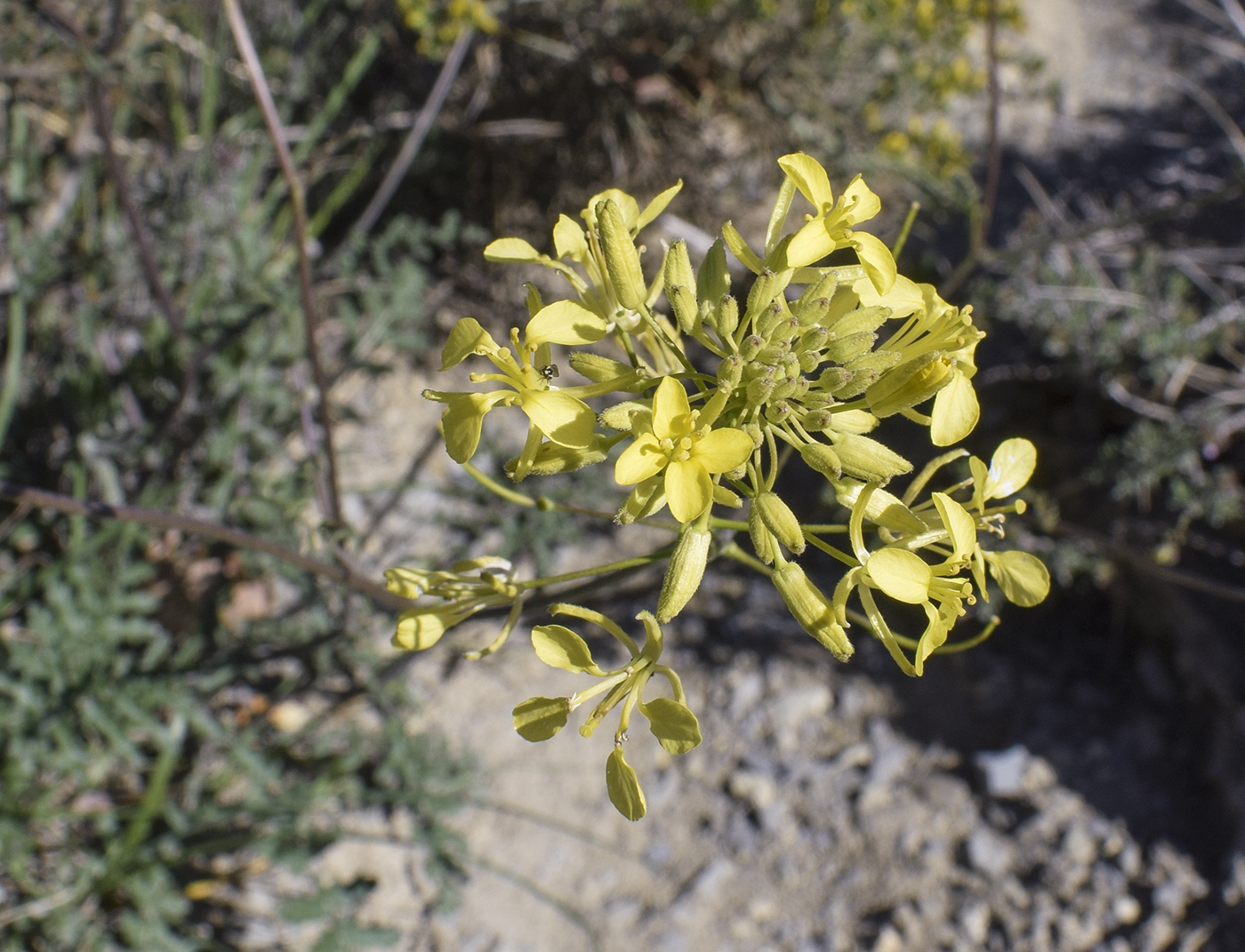 Image of familia Brassicaceae specimen.