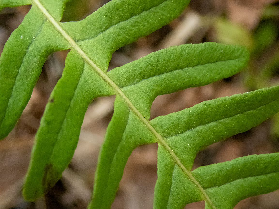 Image of Polypodium vulgare specimen.