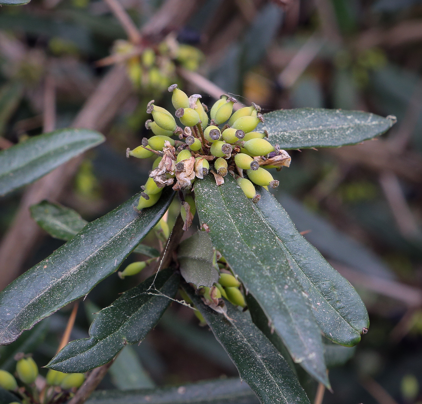 Image of Berberis julianae specimen.