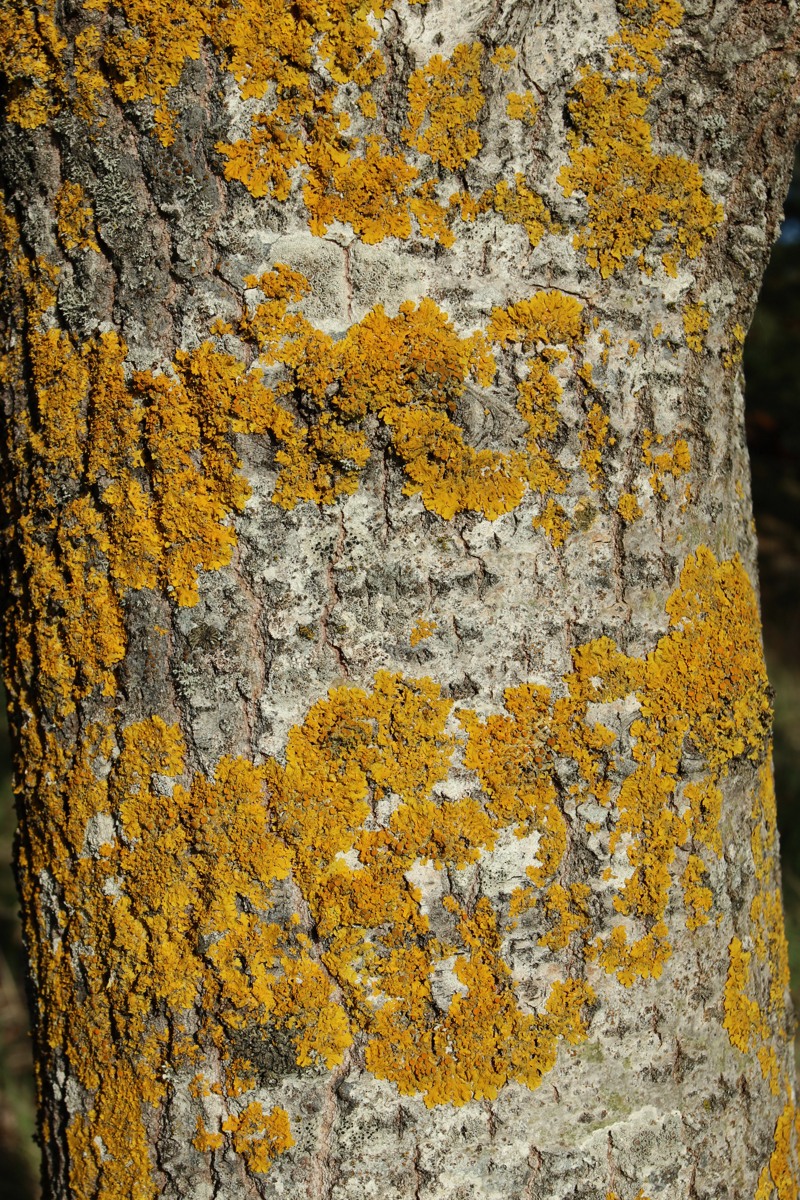 Изображение особи Xanthoria parietina.