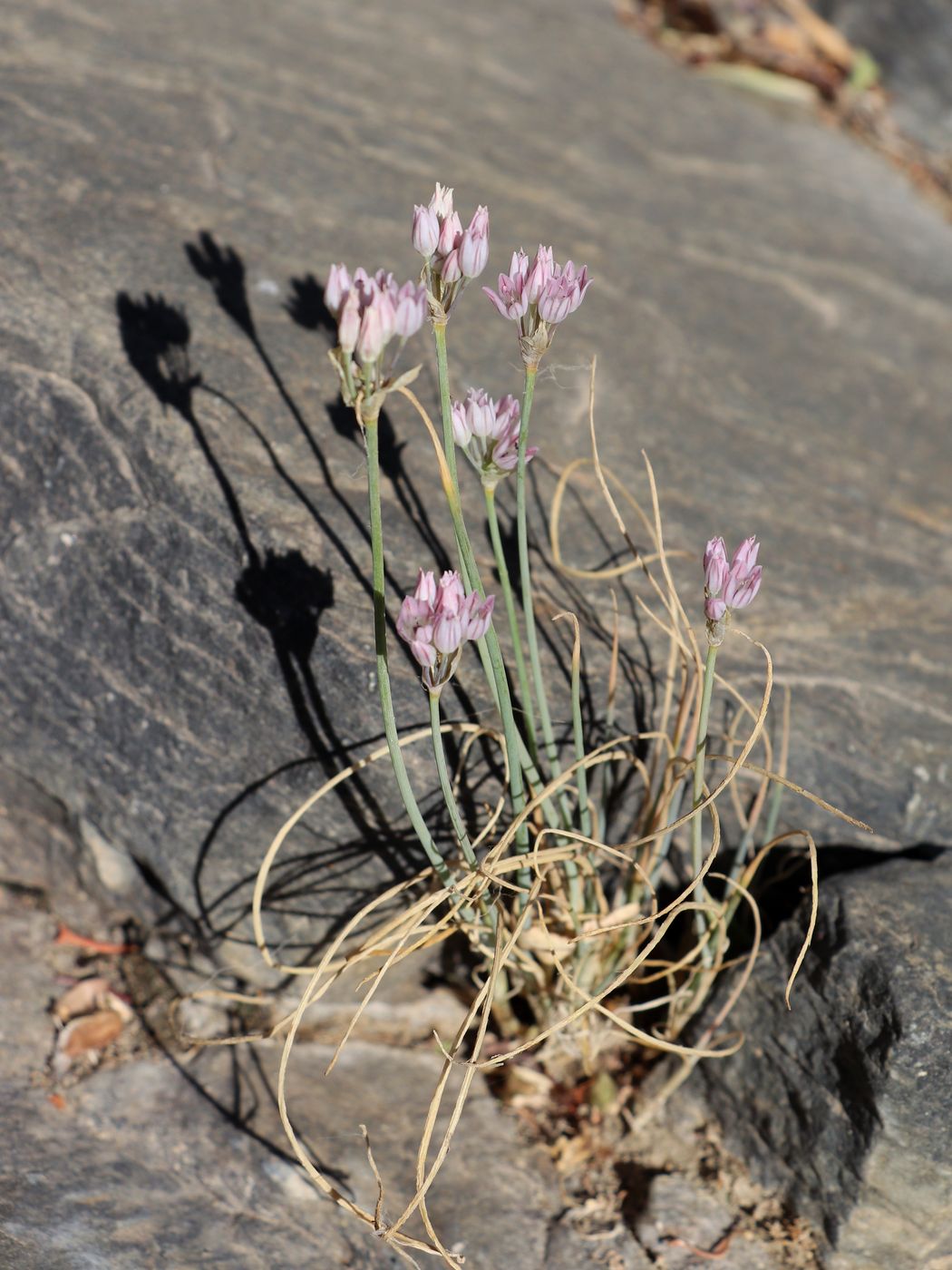 Image of Allium svetlanae specimen.