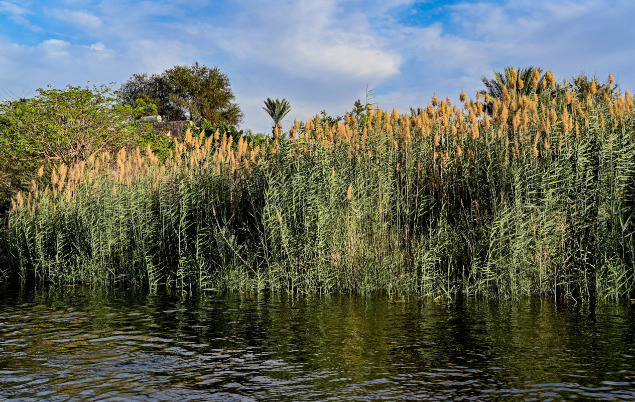 Изображение особи Phragmites australis.