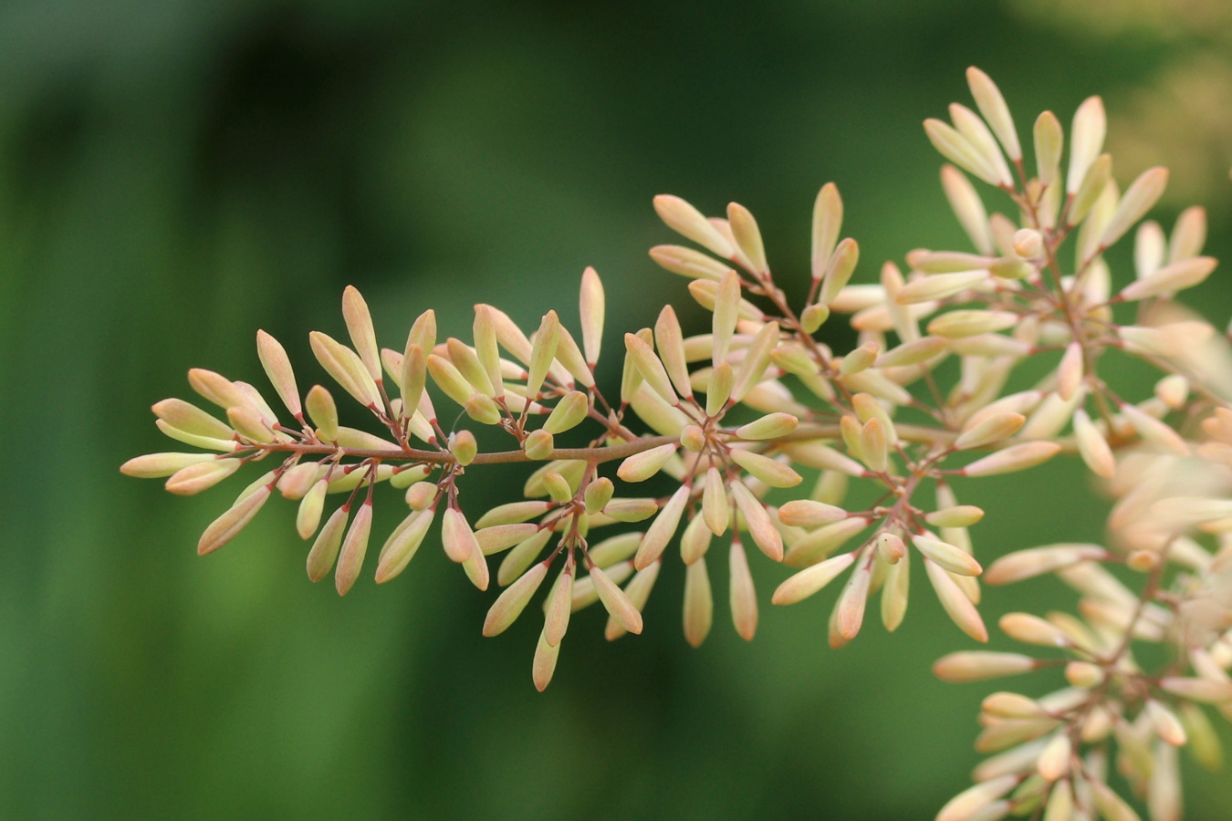 Image of Macleaya cordata specimen.