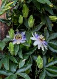 Passiflora caerulea. Цветки, бутоны и листья. Грузия, Аджария, Батумский ботанический сад, в культуре. 16.06.2023.