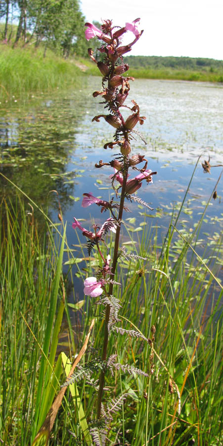 Изображение особи Pedicularis karoi.