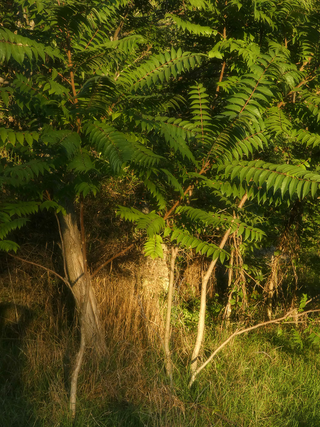 Image of Rhus glabra specimen.