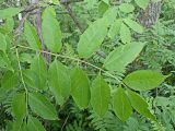 Fraxinus mandshurica. Лист. Хабаровский край, окр. г. Комсомольск-на-Амуре, Силинский лесопарк. 25.07.2024.