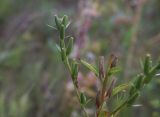 Oenothera rubricaulis