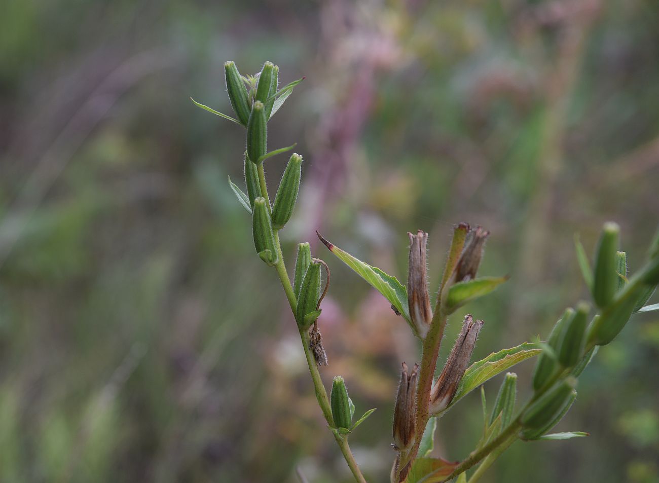 Изображение особи род Oenothera.