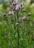 Cirsium arvense. Верхушка побега с соцветиями. Вологодская обл., Кирилловский р-н, побережье оз. Ильинское, луг. 12.07.2024.