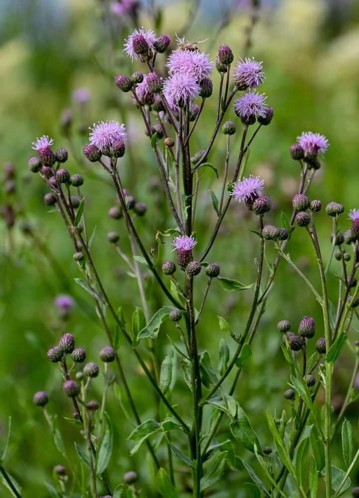 Изображение особи Cirsium arvense.