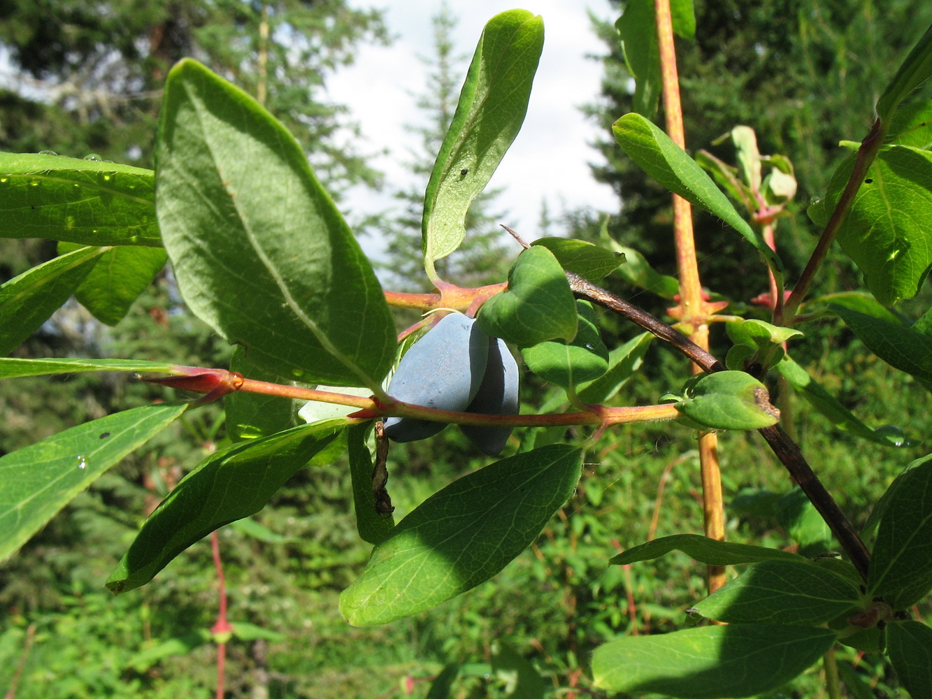 Image of Lonicera altaica specimen.