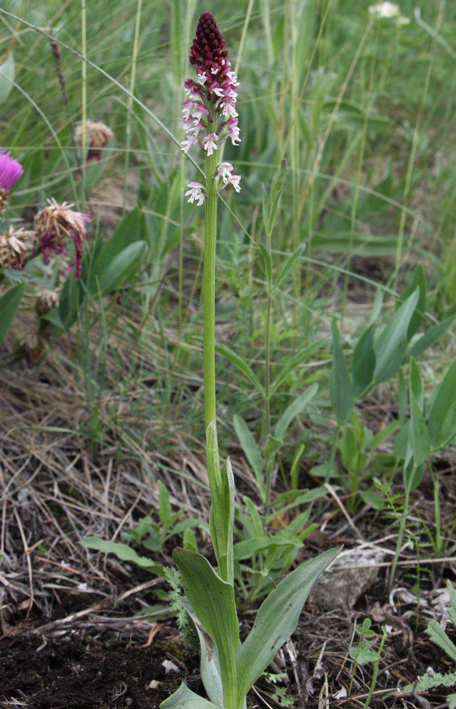 Image of Neotinea ustulata specimen.