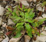 Plantago uliginosa. Плодоносящее растение. Башкортостан, Дуванский р-н, Заимкинский сельсовет, дер. Усть-Аяз, долина р. Уфа, прибрежный галечник. 20 августа 2023 г.