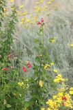 Salvia microphylla. Веточки с соцветиями (фон - Helichrysum italicum). Италия, обл. Тоскана, г. Флоренция, Ботанический сад. 4 июня 2017 г.