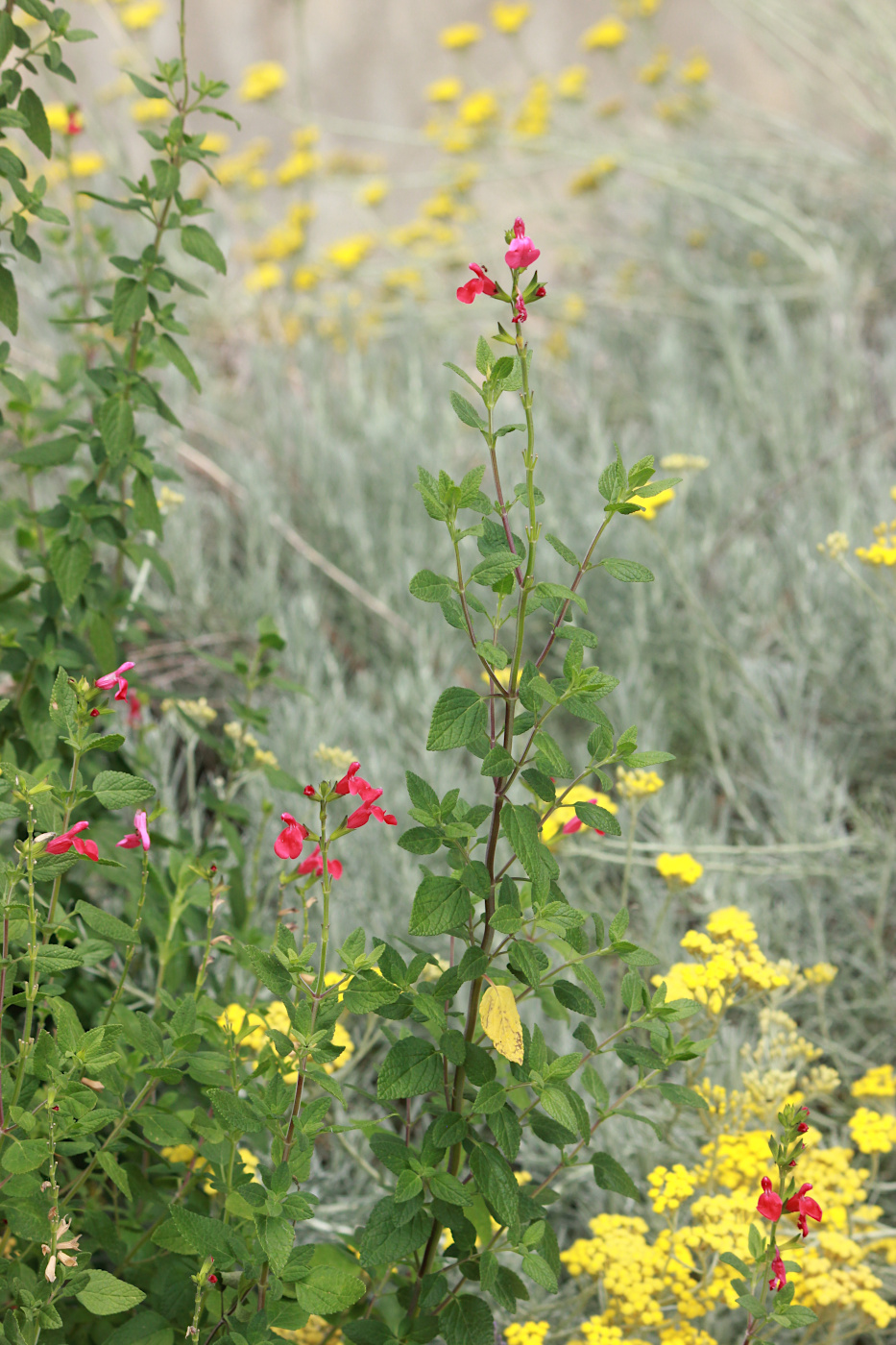 Image of Salvia microphylla specimen.