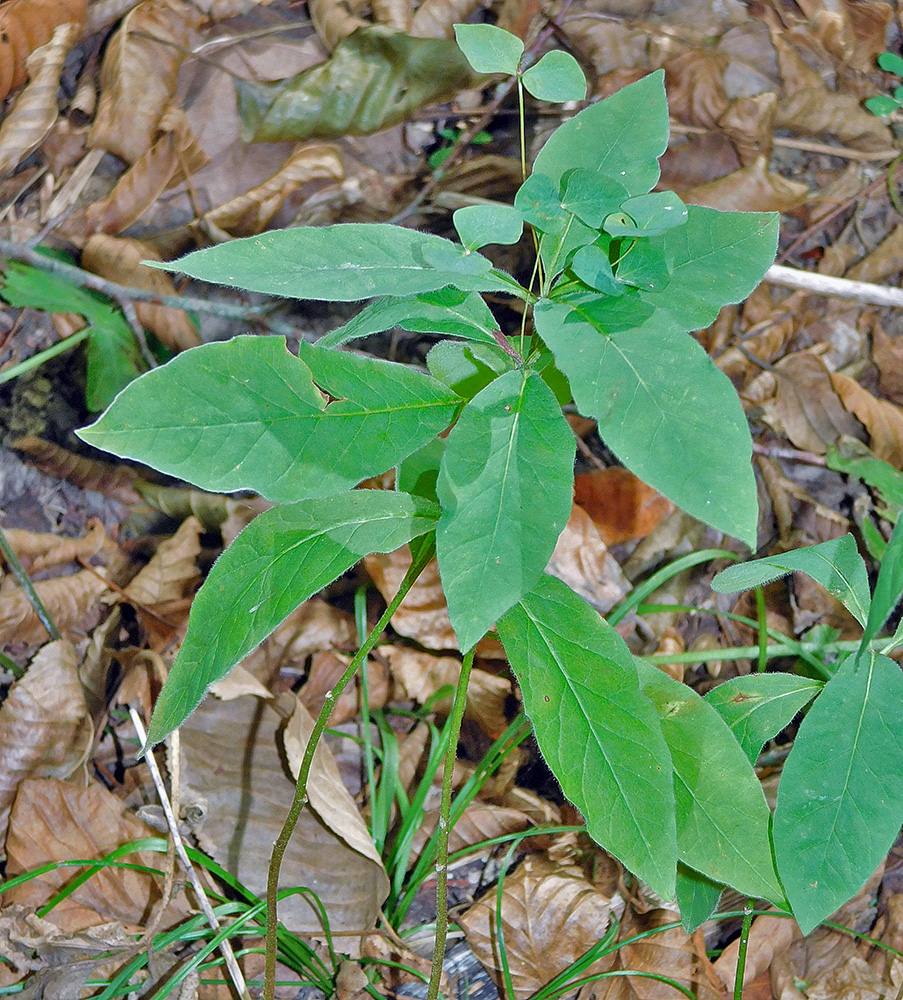 Image of Euphorbia squamosa specimen.