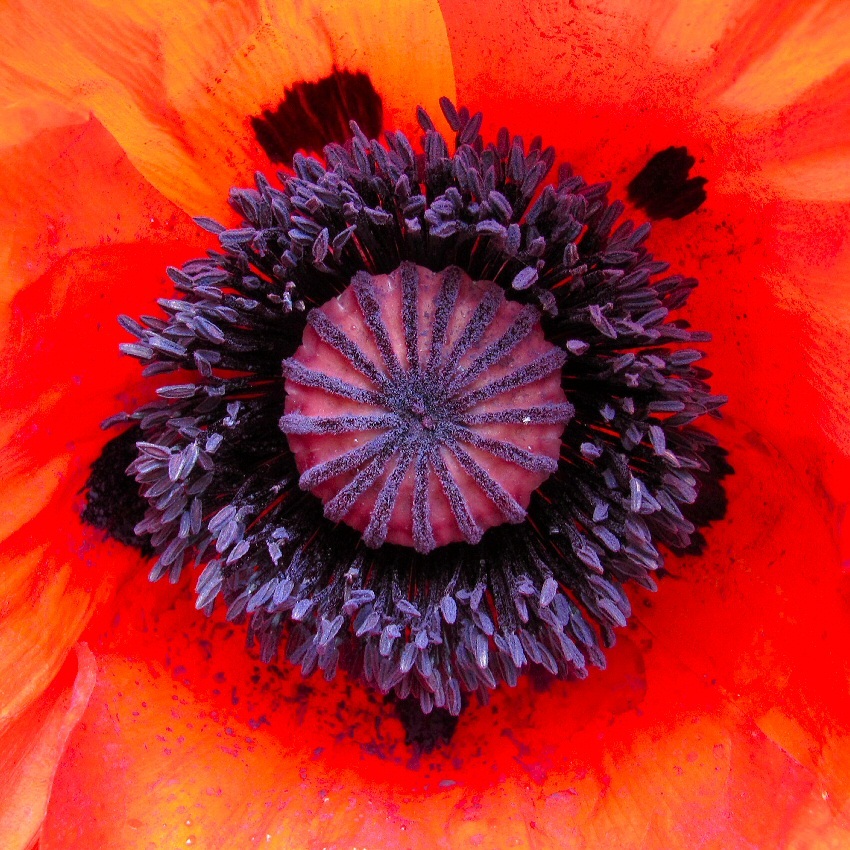 Изображение особи Papaver setiferum.