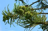 genus Araucaria. Верхушки ветвей с шишками. Испания, автономное сообщество Астурия, муниципалитет Колунга, окр. пуэбло Ластрес (Llastres), территория MUJA (Музей юрского периода в Астурии). Июль.