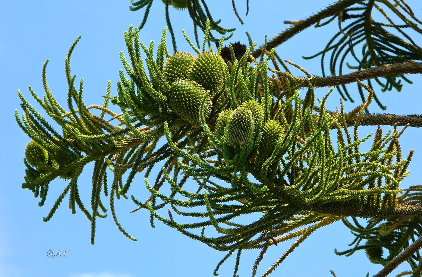 Image of genus Araucaria specimen.