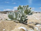 Convolvulus persicus