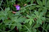 Geranium sylvaticum. Верхушка цветущего и плодоносящего растения. Московская обл., Дмитровский гор. округ, дол. р. Волгуша, смешанный лес. 31.08.2024.