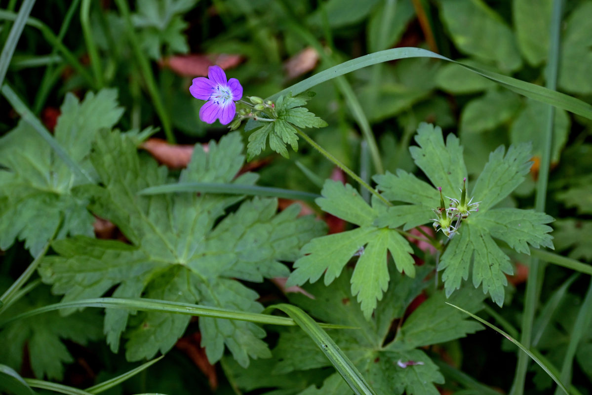 Изображение особи Geranium sylvaticum.