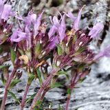 genus Thymus. Верхушки побегов с соцветиями. Республика Карелия, Ладожское озеро, о-в Сюскюянсаари, скалы на берегу. Начало июля.