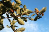 genus Sorbus