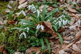 Galanthus woronowii