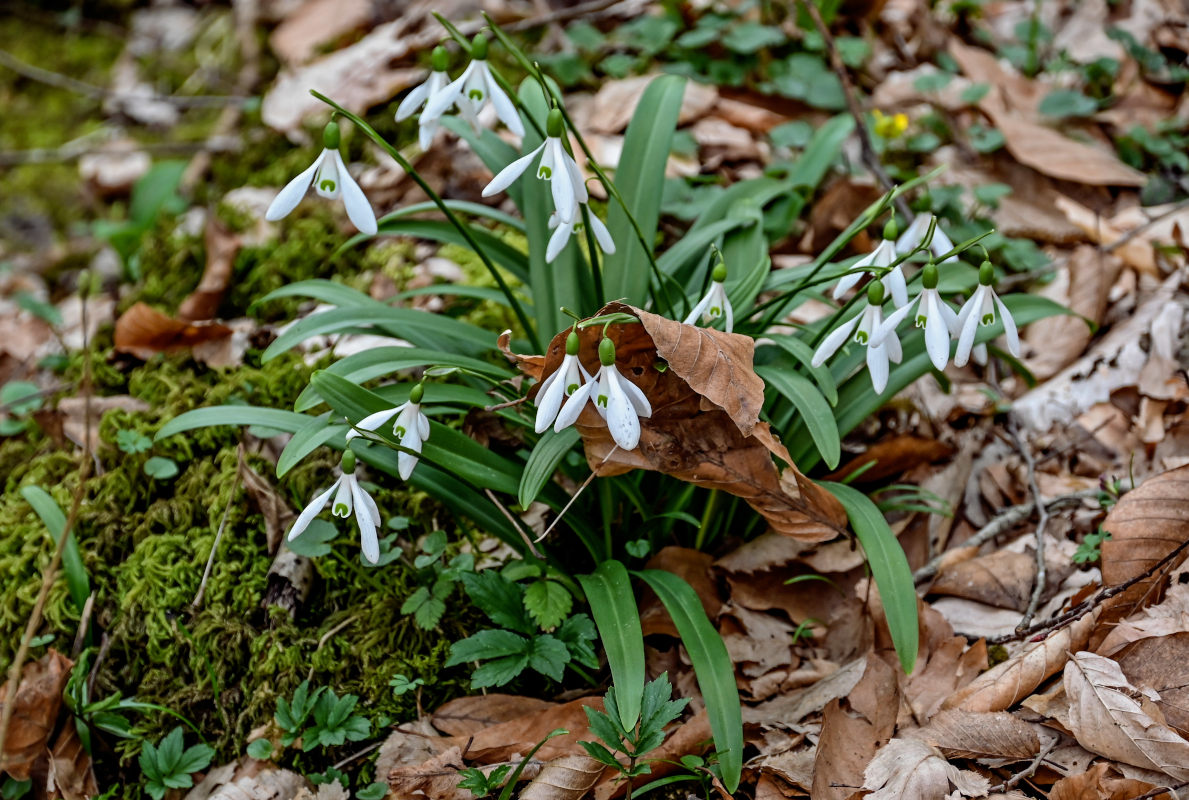Изображение особи Galanthus woronowii.