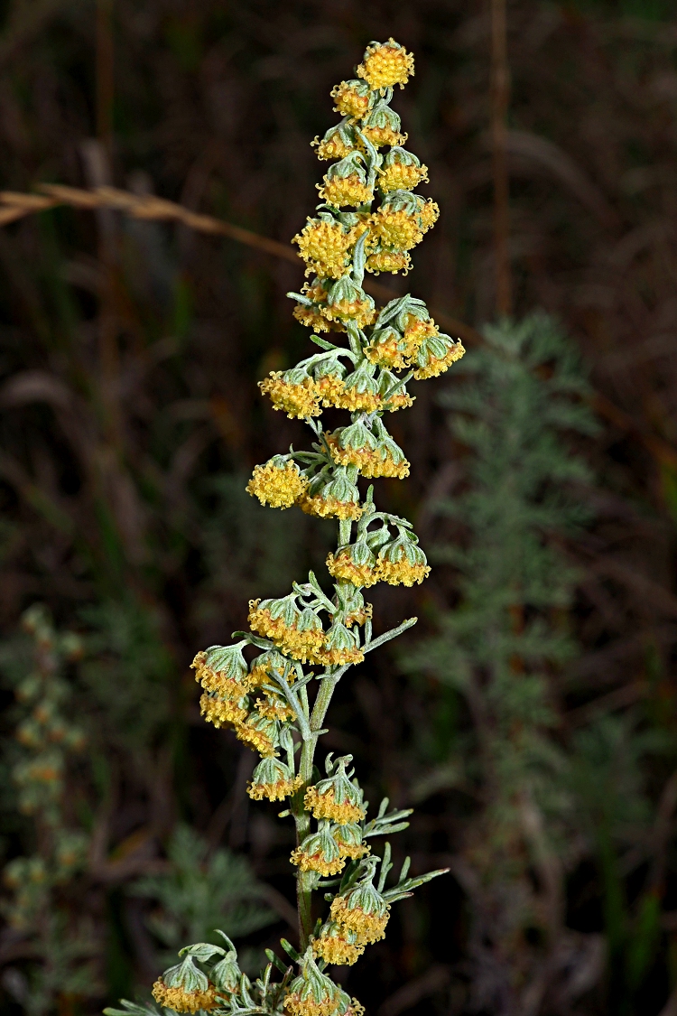 Изображение особи Artemisia pontica.