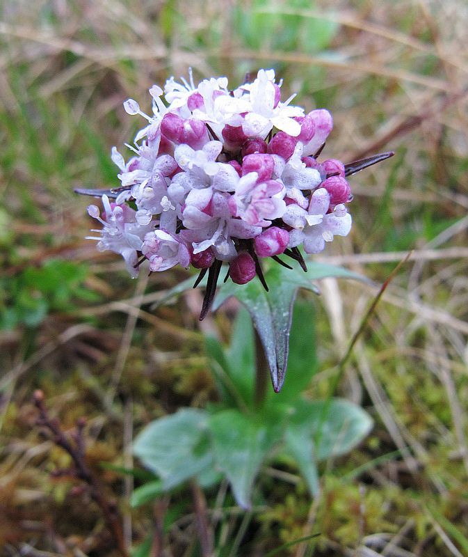 Image of Valeriana capitata specimen.