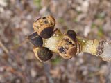 View full-size image Fraxinus mandshurica