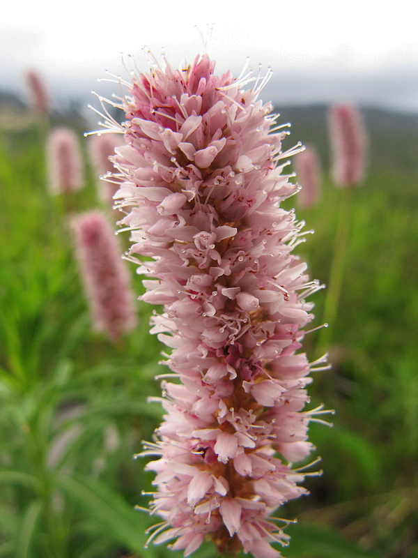 Изображение особи Bistorta officinalis.