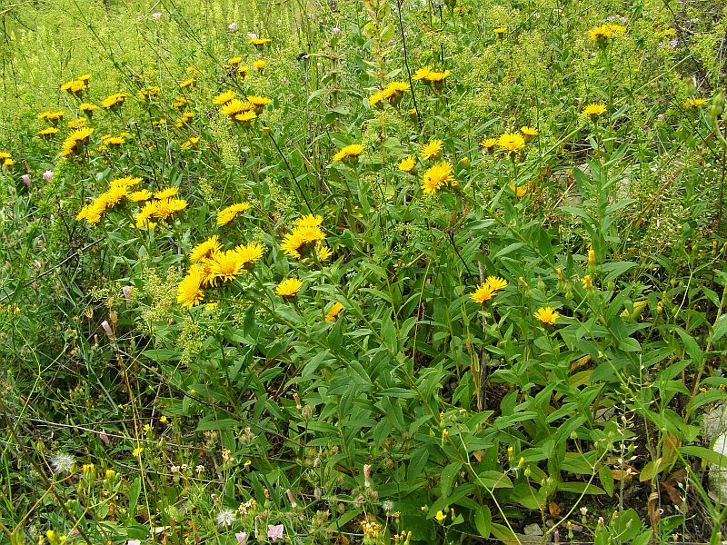 Image of Inula aspera specimen.