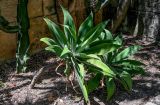 View full-size image Agave attenuata