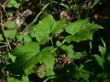 View full-size image Ribes biebersteinii
