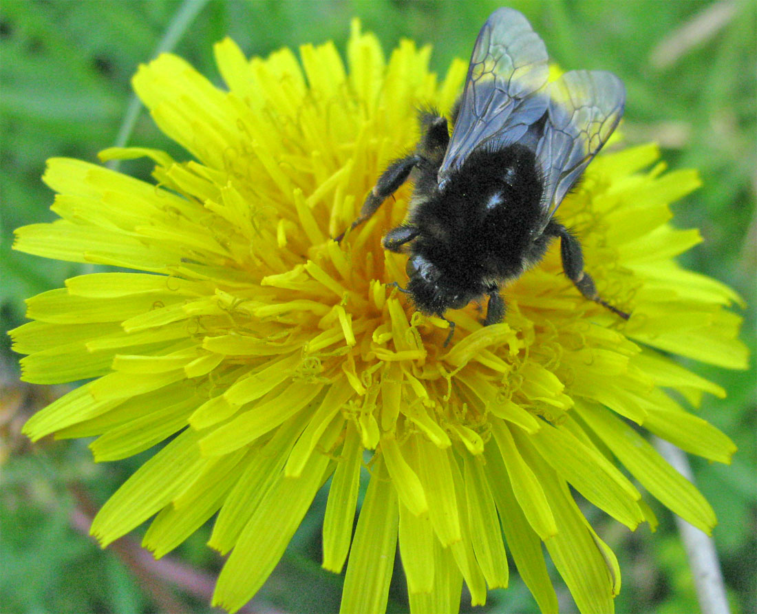 Image of Taraxacum marklundii specimen.