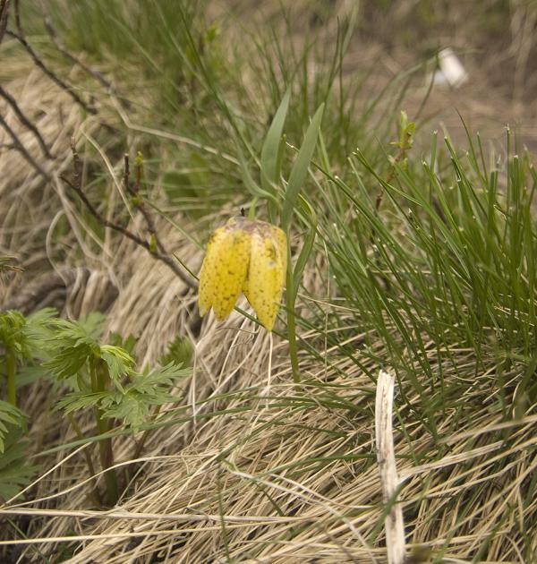 Image of Fritillaria ophioglossifolia specimen.